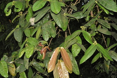 Syzygium mundagam